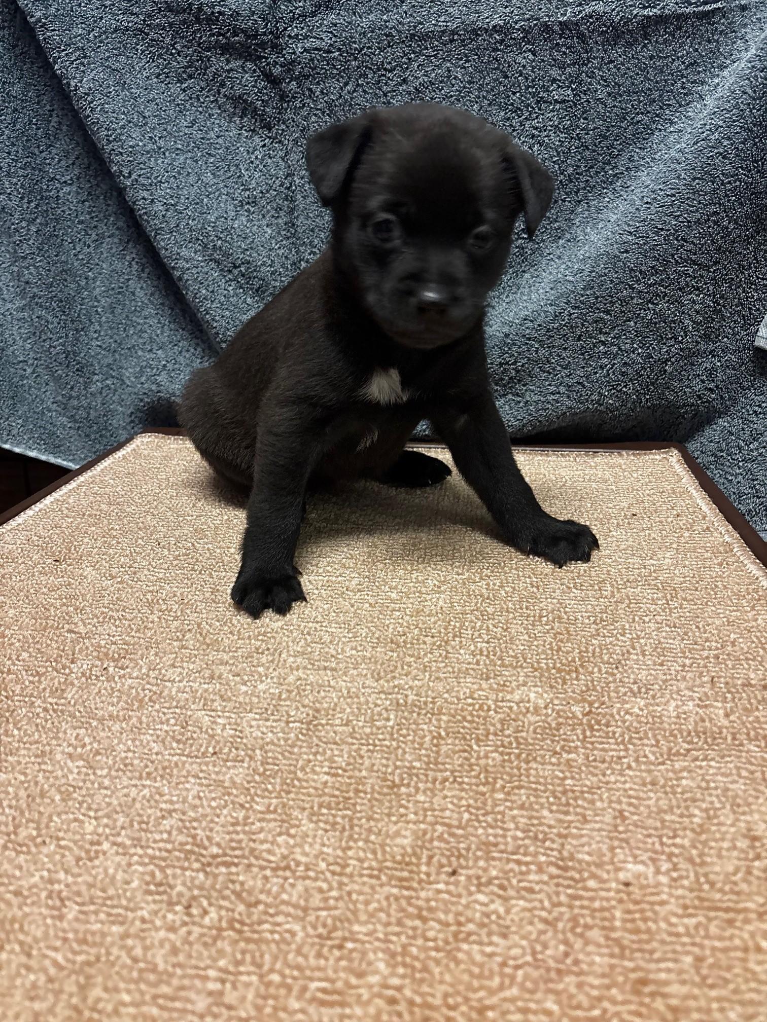 Enlarge Linguini, a Adopted mixed breed in Petaluma, CA image 1/6