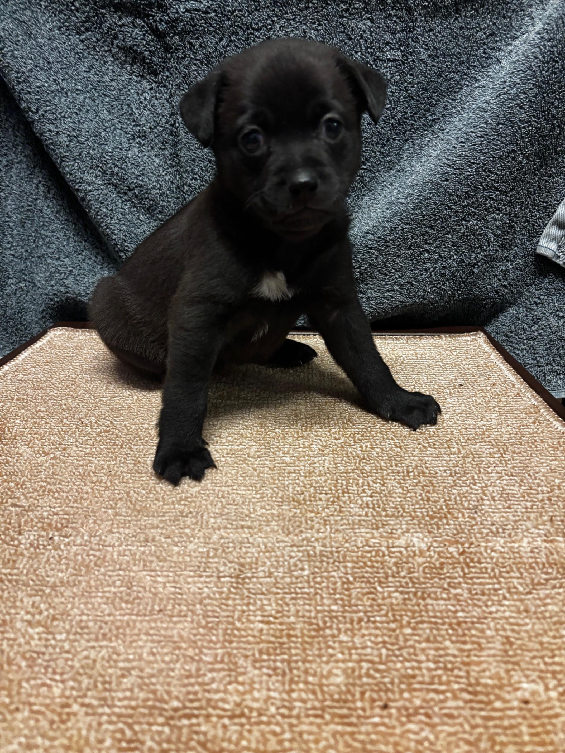 Enlarge Linguini, a Adopted mixed breed in Petaluma, CA image 6/6