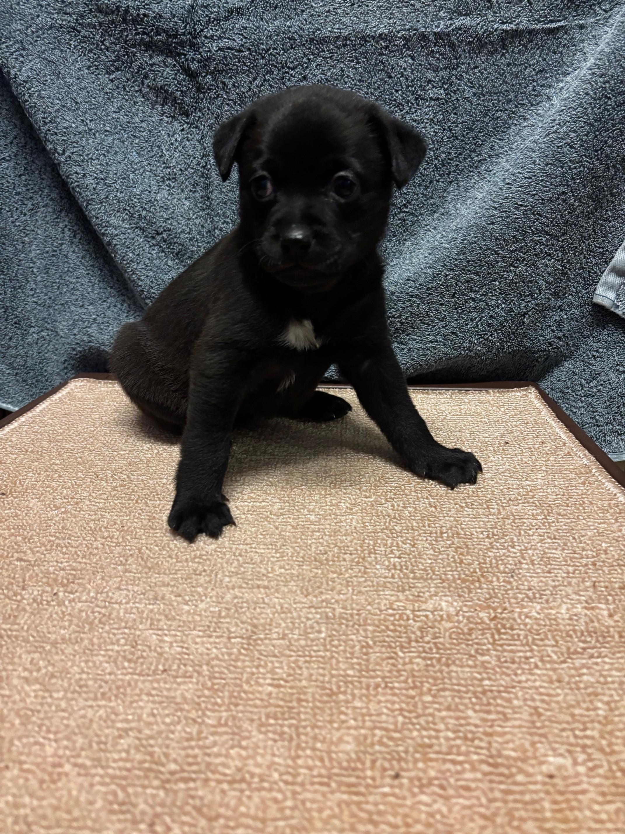 Enlarge Linguini, a Adopted mixed breed in Petaluma, CA image 4/6