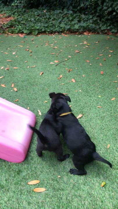 Enlarge Linguini, a Adopted mixed breed in Petaluma, CA video 2/6