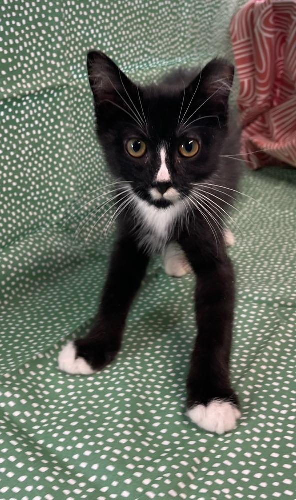 Enlarge Mr. Mustachio, a Adoptable Domestic Short Hair in Omaha, NE image 1/3