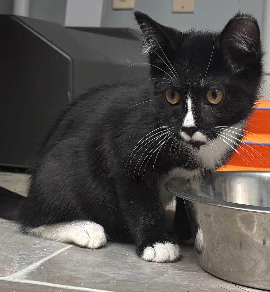 Enlarge Mr. Mustachio, a Adoptable Domestic Short Hair in Omaha, NE image 2/3
