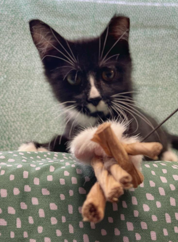 Enlarge Mr. Mustachio, a Adoptable Domestic Short Hair in Omaha, NE image 3/3