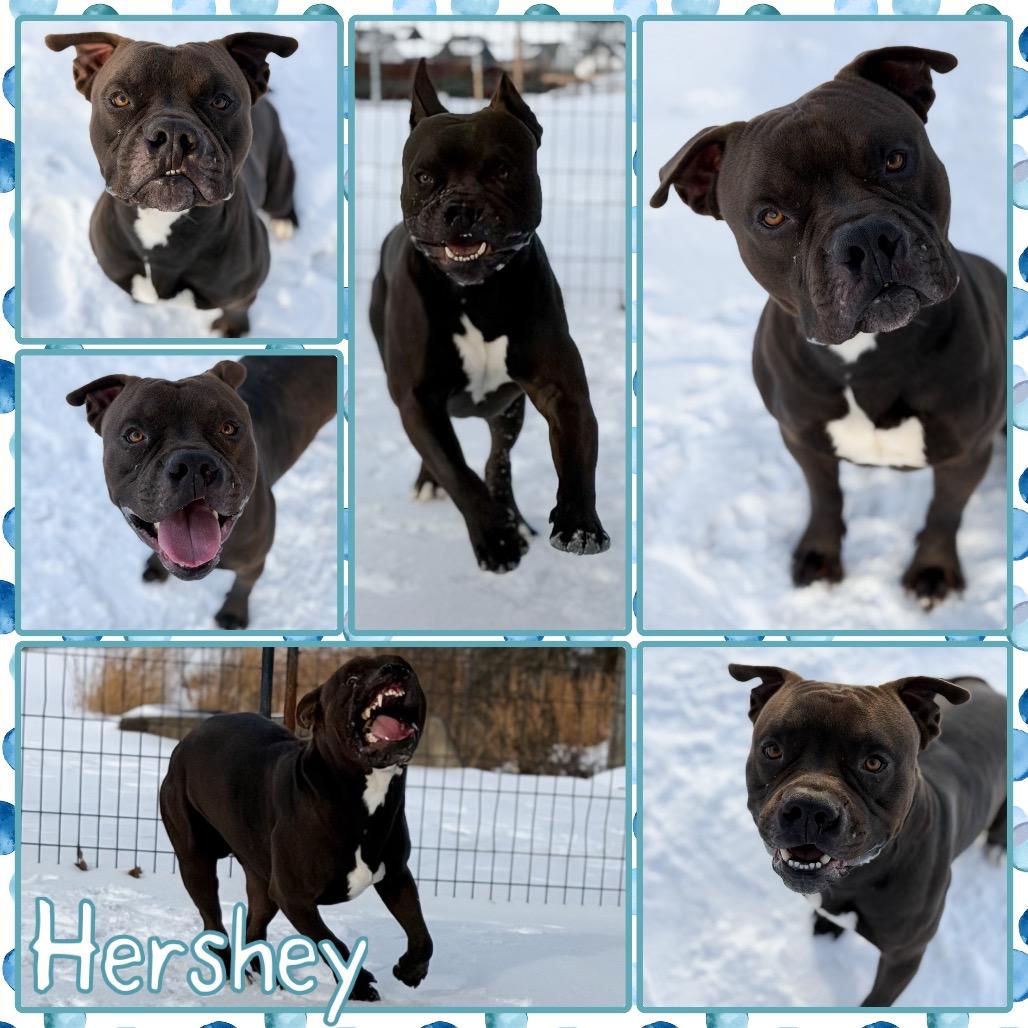 Hershey, Adoptable, Adult Male Staffordshire Bull Terrier & Bull Terrier.
