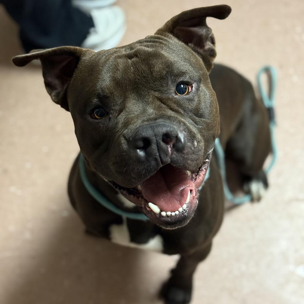 Hershey, a Adoptable mixed breed in Fort Smith, AR image 2/2