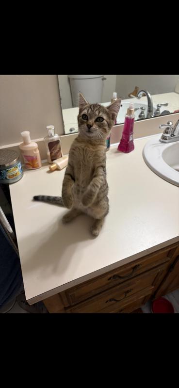 Enlarge Gracie, a Adoptable Domestic Short Hair in Malden, MA image 2/2