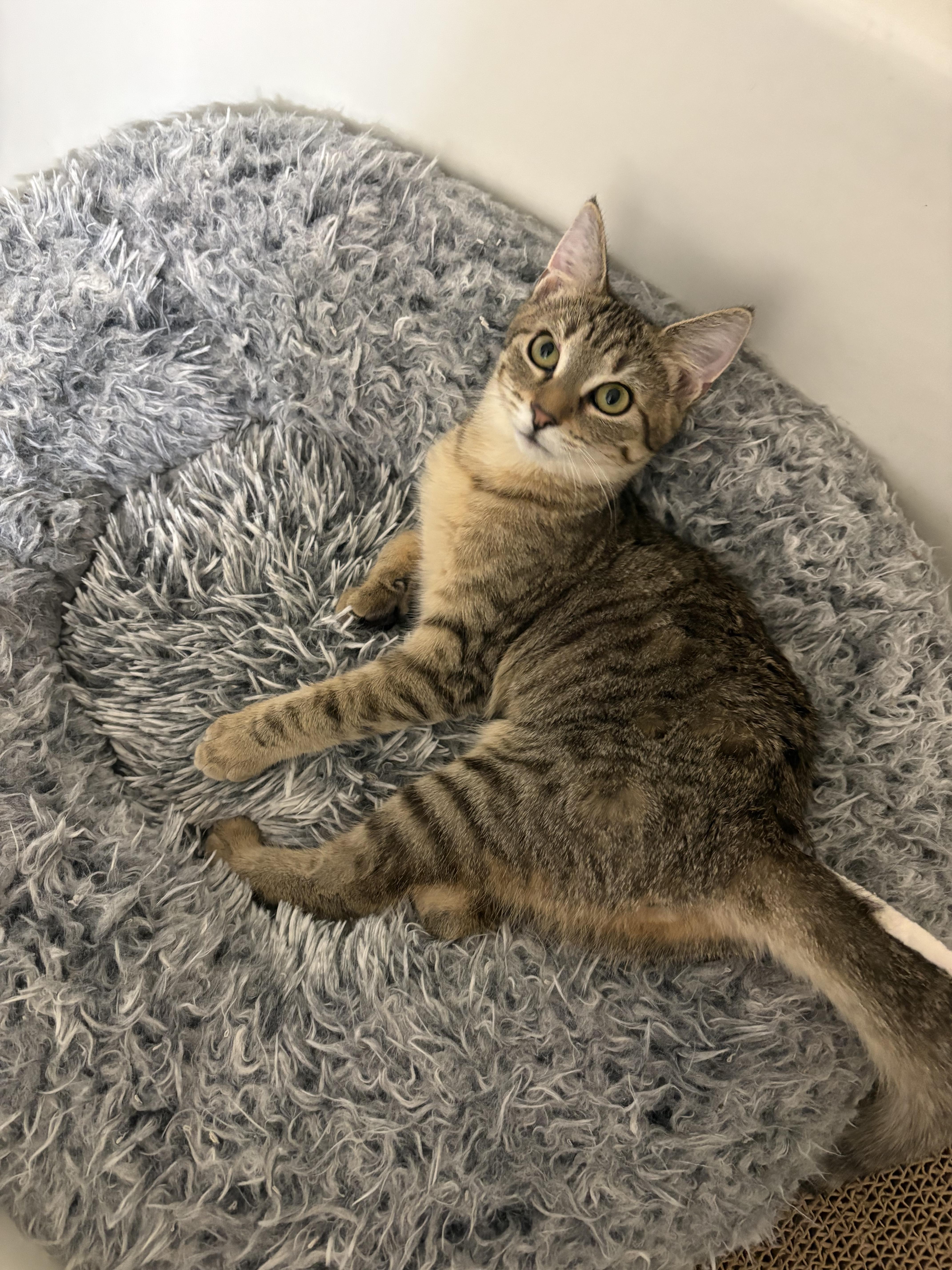 Gracie, Adoptable, Kitten Female Domestic Short Hair.