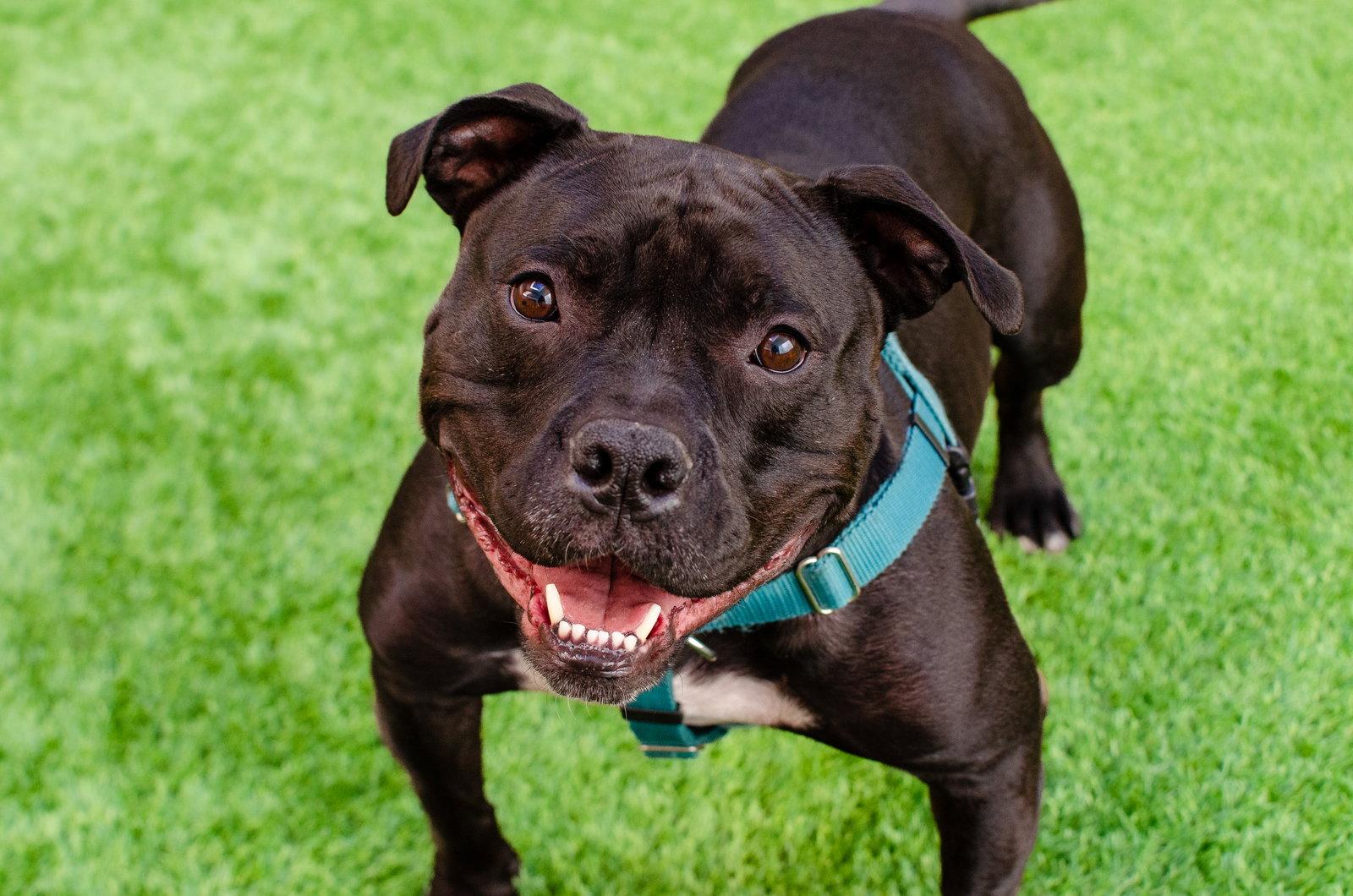 Tank Top, Adoptable, Adult Male American Bulldog & American Staffordshire Terrier.