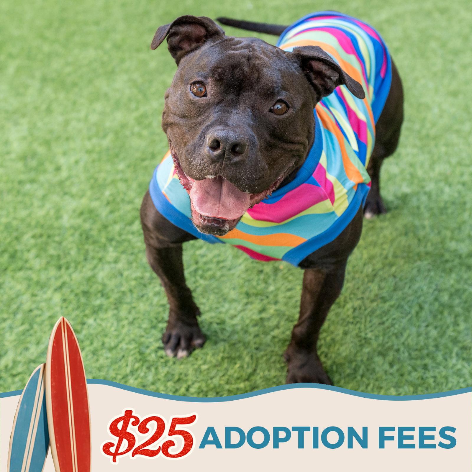Enlarge Tank Top, a Adoptable mixed breed in Burlingame, CA image 1/3