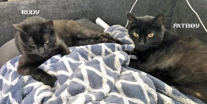Rudy (bonded to Fatboy)(in foster), a Adoptable Domestic Short Hair in Fishers, IN image 1/3