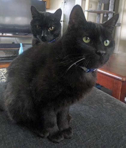 Rudy (Bonded to Fatboy)(In Foster), Adoptable, Senior Male Domestic Short Hair & Domestic Short Hair.