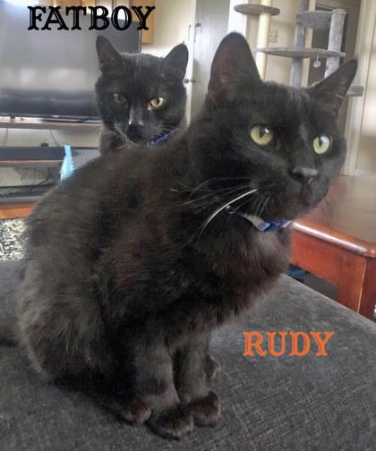 Rudy (bonded to Fatboy)(in foster), a Adoptable Domestic Short Hair in Fishers, IN image 2/3