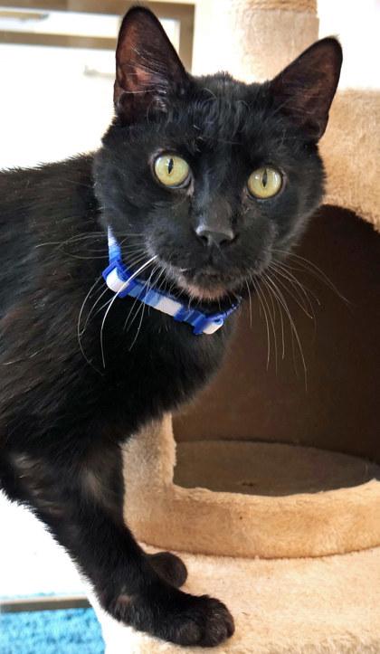 Enlarge Rudy (Bonded to Fatboy)(In Foster), a Adoptable Domestic Short Hair in Fishers, IN image 2/6