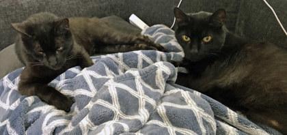 Enlarge Rudy (Bonded to Fatboy)(In Foster), a Adoptable Domestic Short Hair in Fishers, IN image 3/3