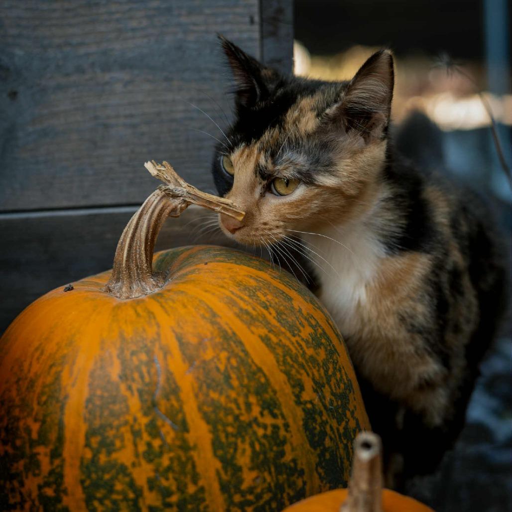 Dutchess, a Adoptable mixed breed in Kansas City, MO image 1/3