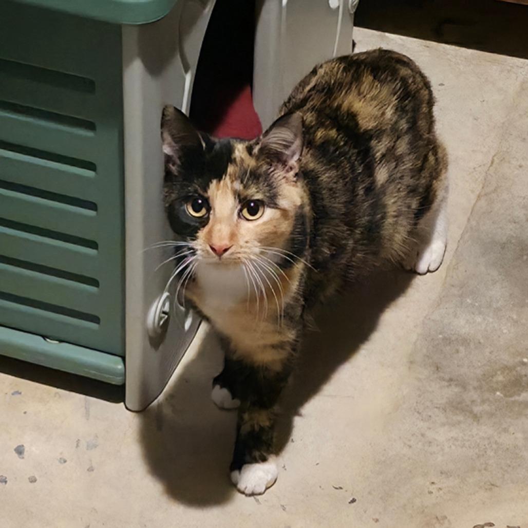 Dutchess, a Adoptable mixed breed in Kansas City, MO image 2/3