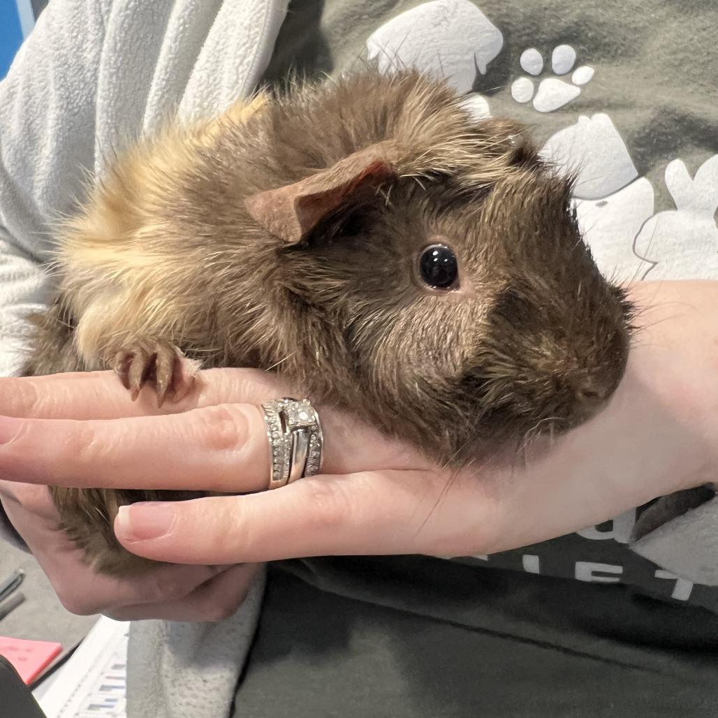 Alysa Liu, Adoptable, Young Female Guinea Pig.