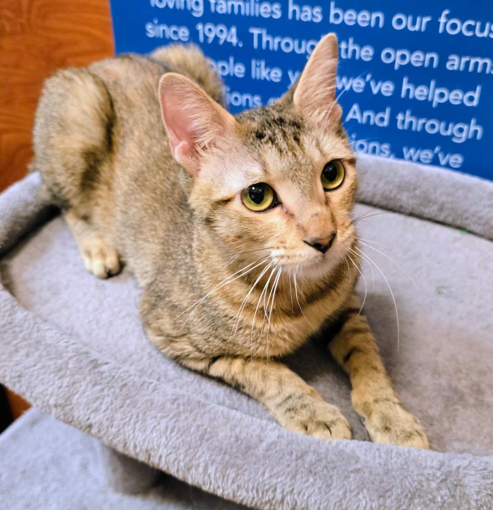 Snickers, Adoptable, Young Female Domestic Short Hair.