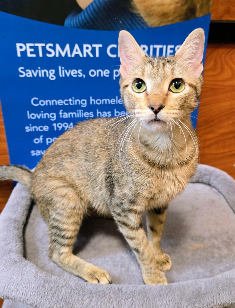 Enlarge Snickers, a Adoptable mixed breed in Rowlett, TX image 2/3
