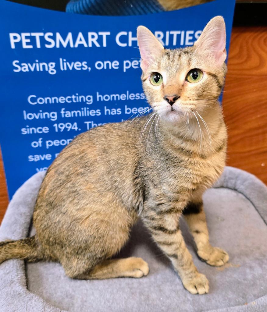 Enlarge Snickers, a Adoptable mixed breed in Rowlett, TX image 3/3