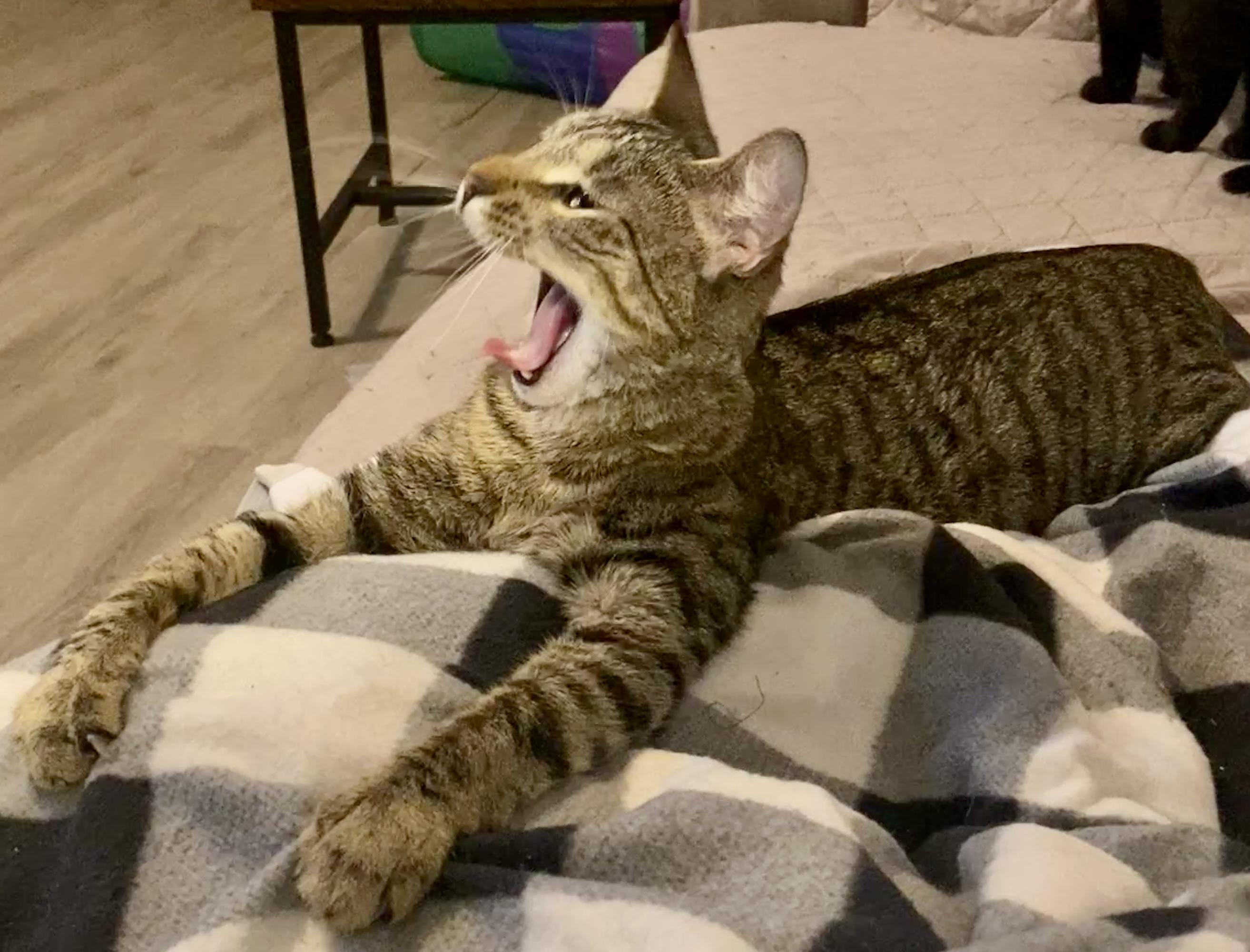 Enlarge Juniper, a Adoptable mixed breed in Syracuse, NY image 6/6