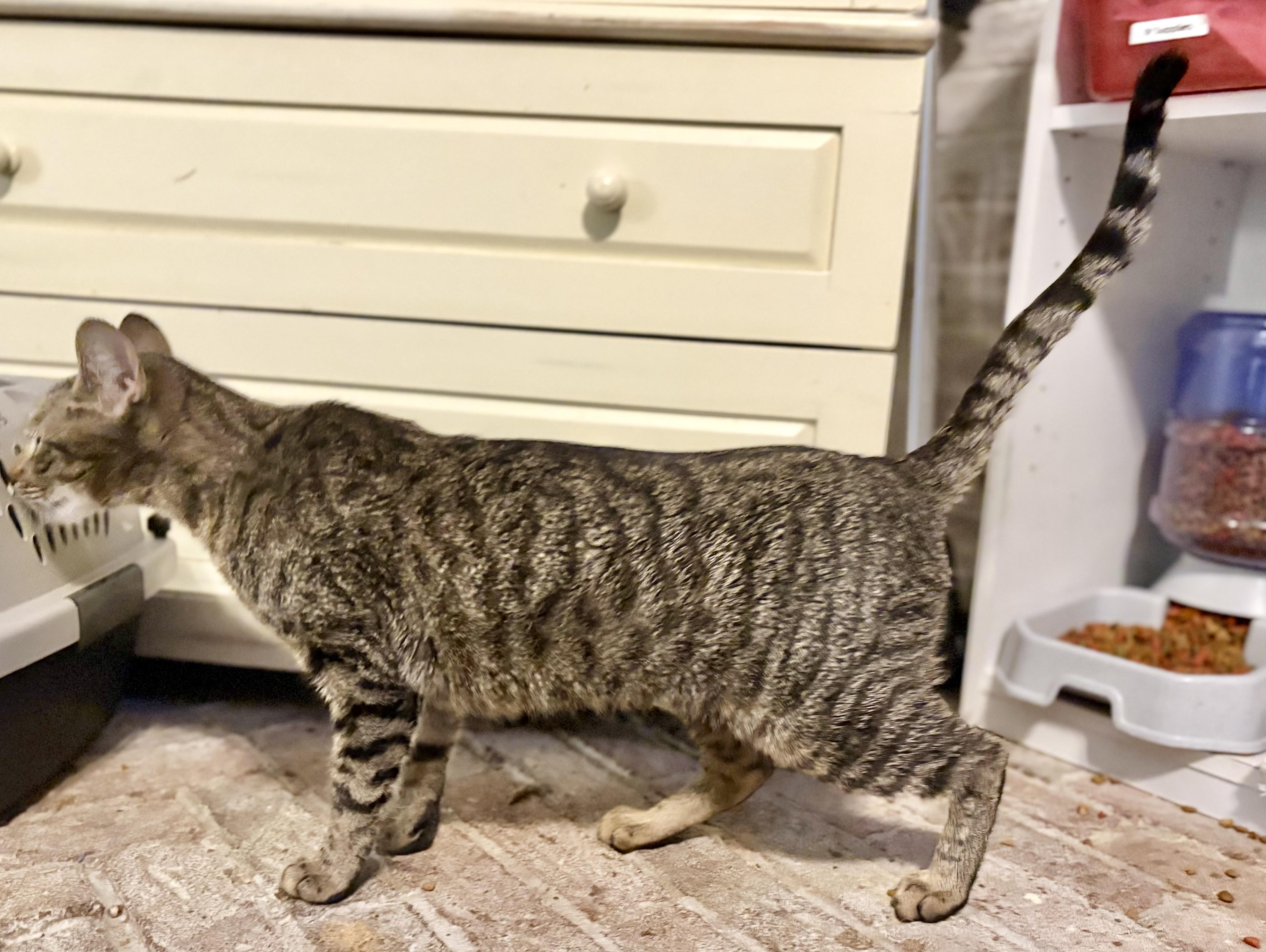 Enlarge Juniper, a Adoptable mixed breed in Syracuse, NY image 5/6