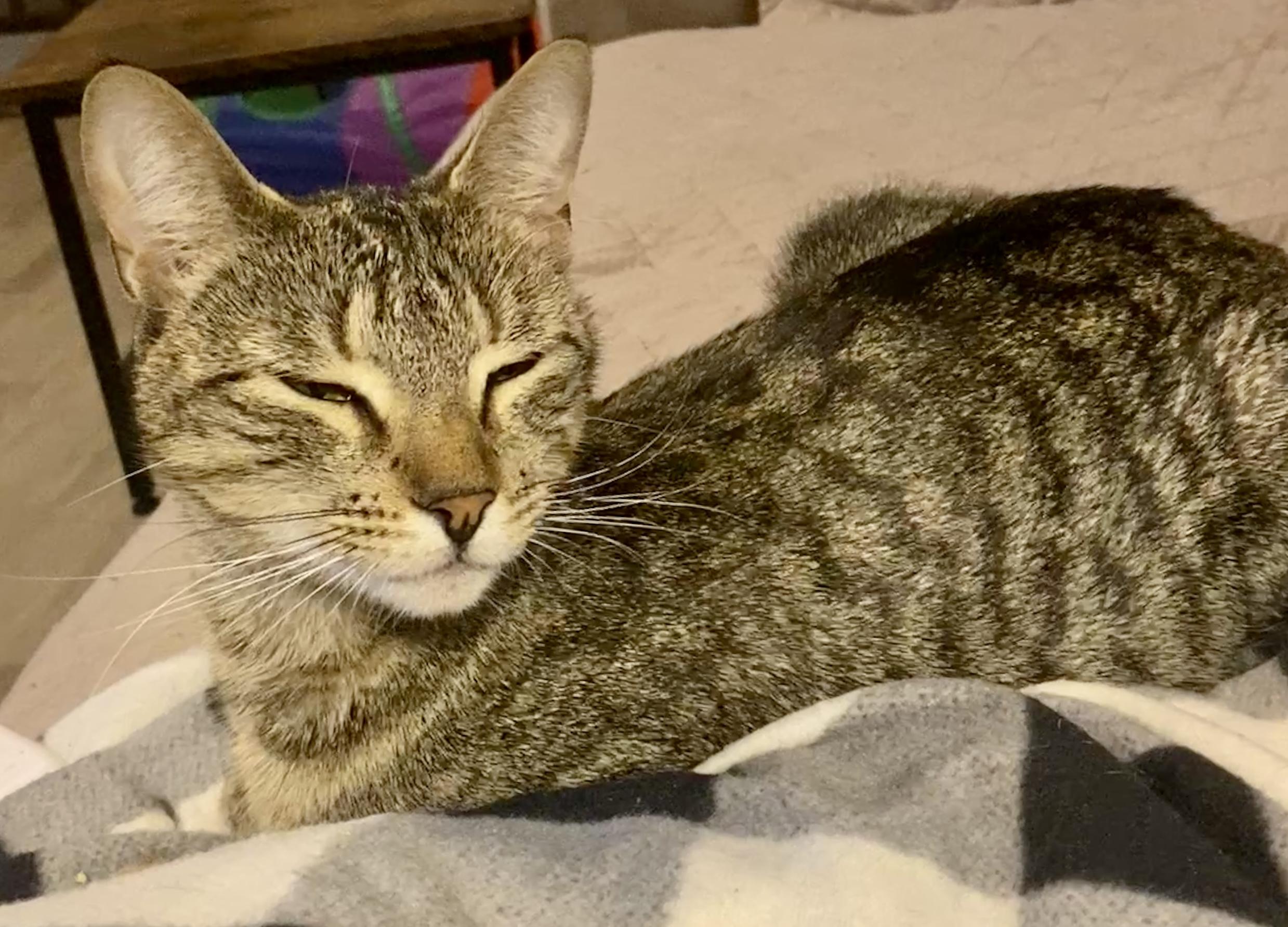 Enlarge Juniper, a Adoptable mixed breed in Syracuse, NY image 4/6