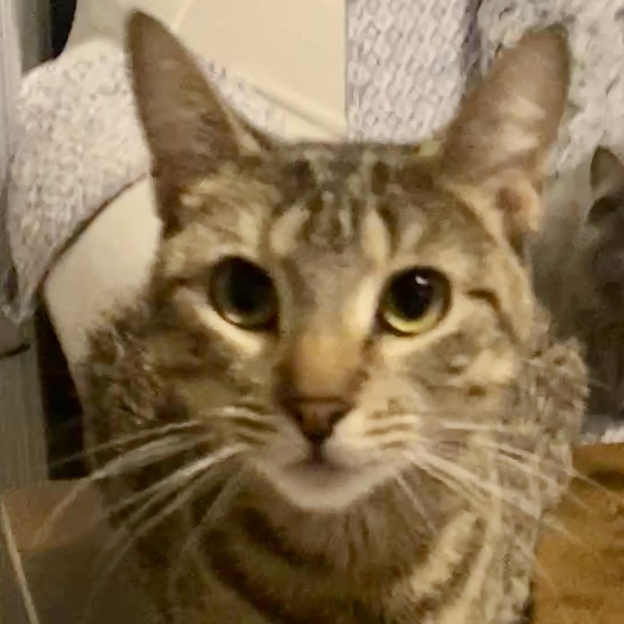 Enlarge Juniper, a Adoptable mixed breed in Syracuse, NY image 2/6