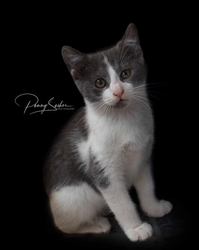 Gloria, Adoptable, Kitten Female Domestic Short Hair.