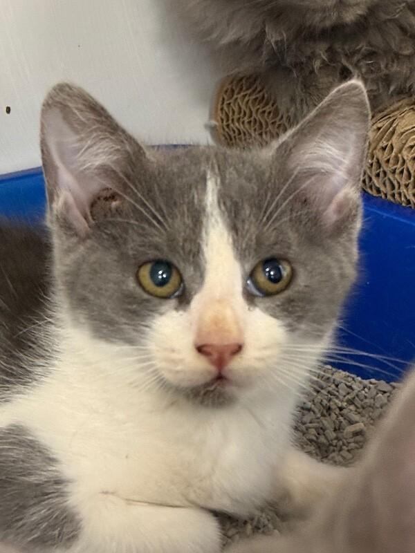 Enlarge Gloria, a Adoptable Domestic Short Hair in Belton, MO image 2/3