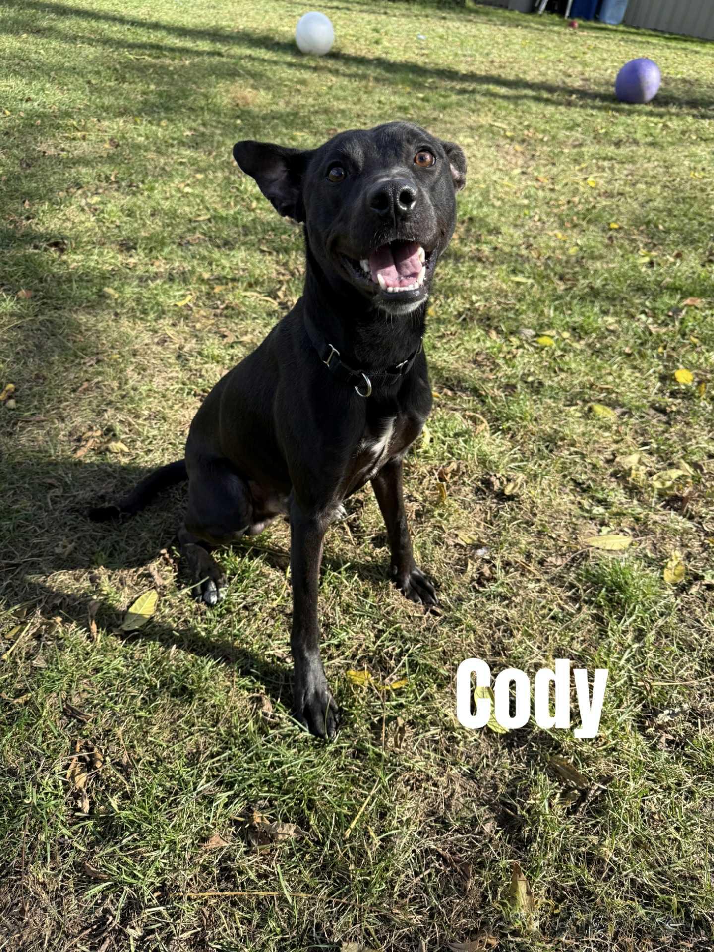 Cody, a Adoptable mixed breed in Quincy, MI image 1/4