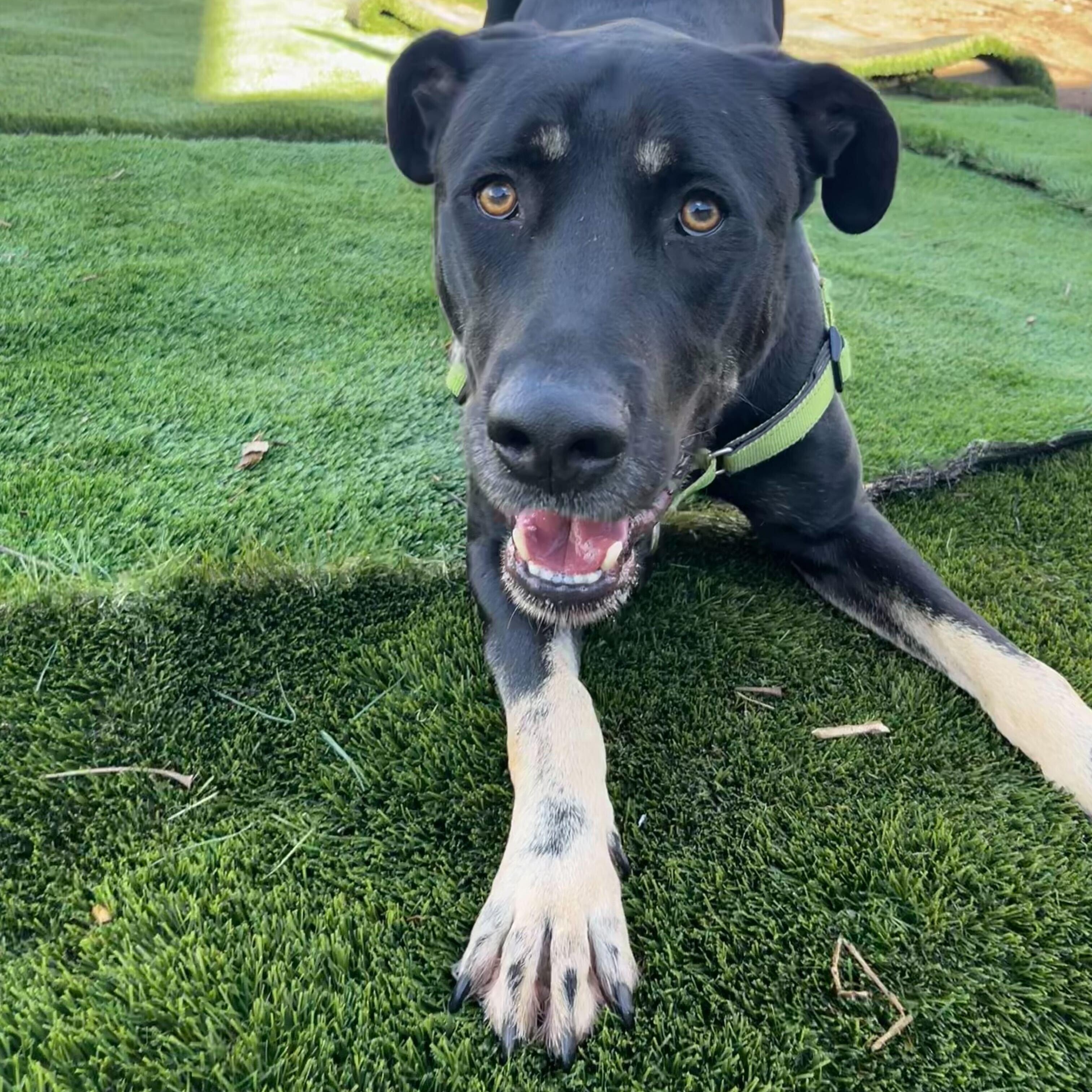 Duke, Young Male Mastiff