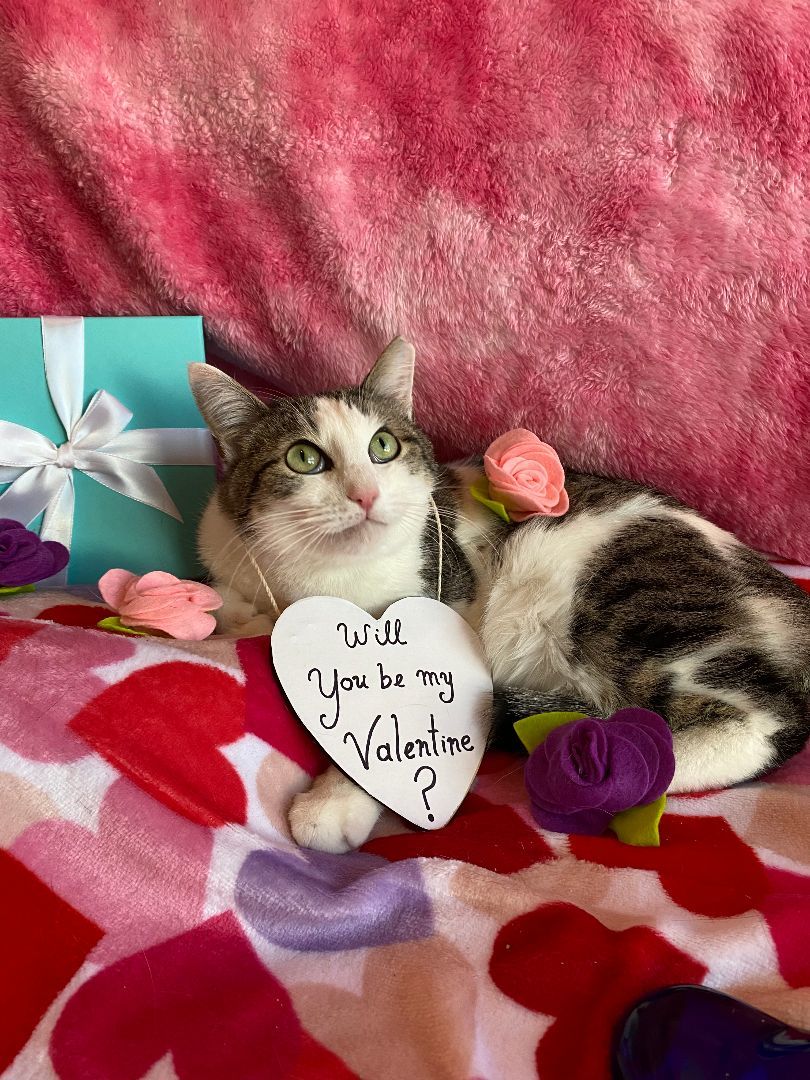 Opal, Adopted, Adult Male Tabby.