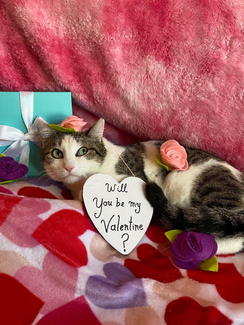 Enlarge Opal, a Adopted Tabby in Woodstock, GA image 2/5