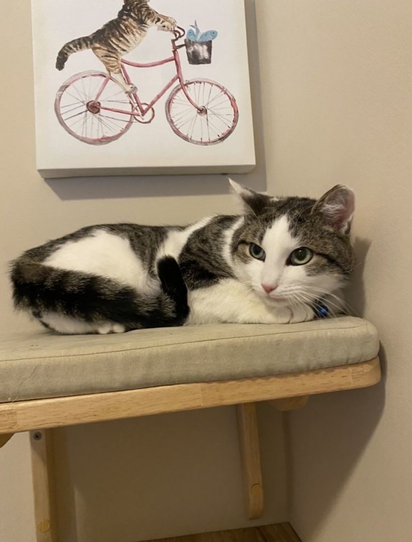 Enlarge Opal, a Adopted Tabby in Woodstock, GA image 3/5