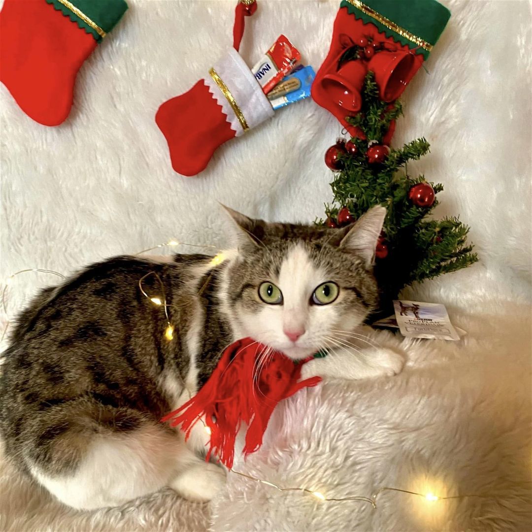 Enlarge Opal, a Adopted Tabby in Woodstock, GA image 4/5