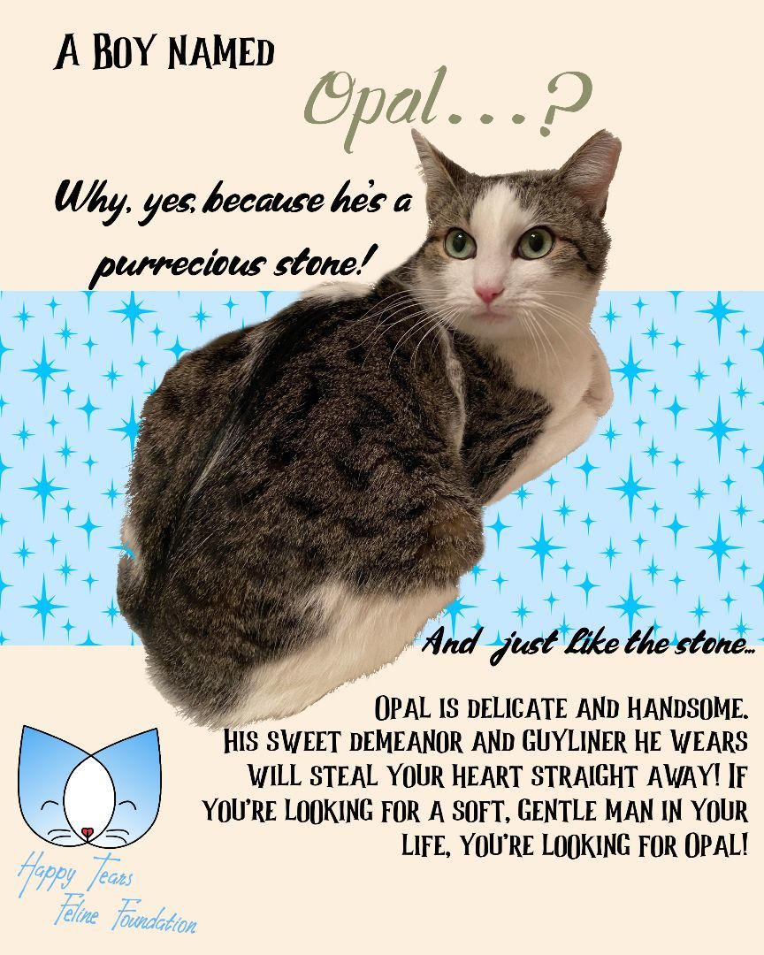 Enlarge Opal, a Adopted Tabby in Woodstock, GA image 5/5