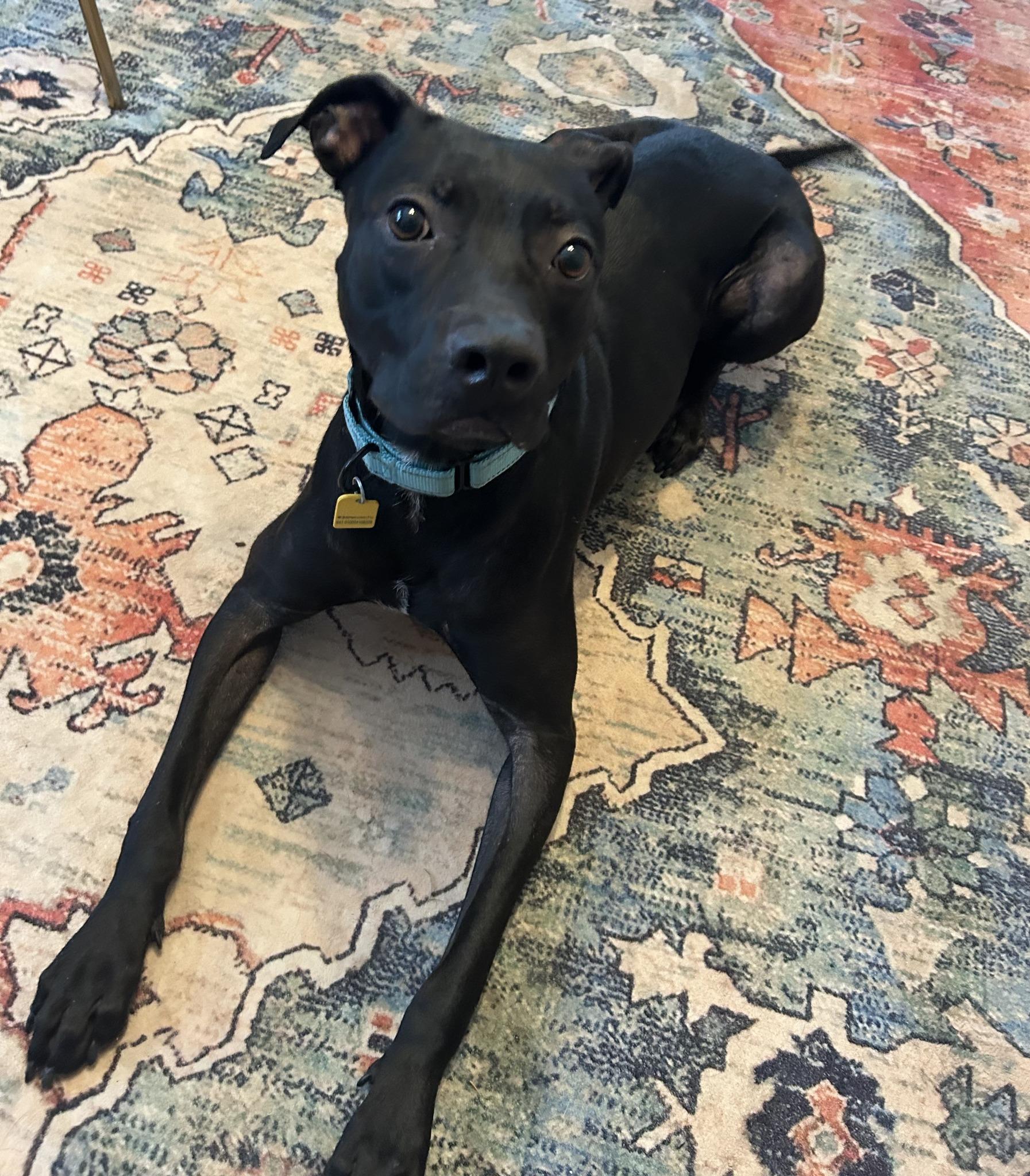 Enlarge Spritz, an adoptable mixed breed in Cleveland, OH image 6/6