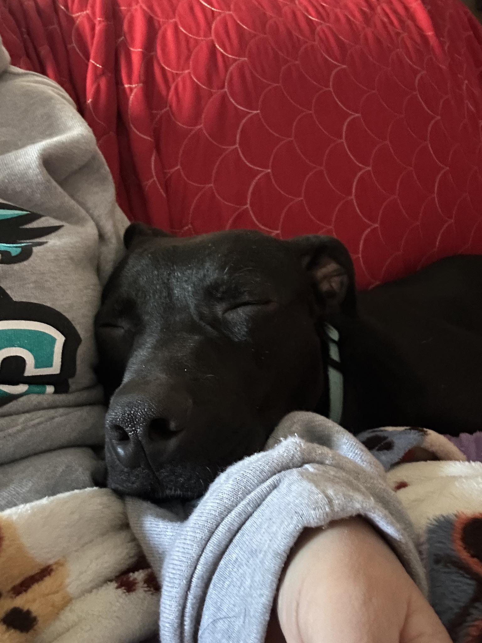 Enlarge Spritz, an adoptable mixed breed in Cleveland, OH image 5/6