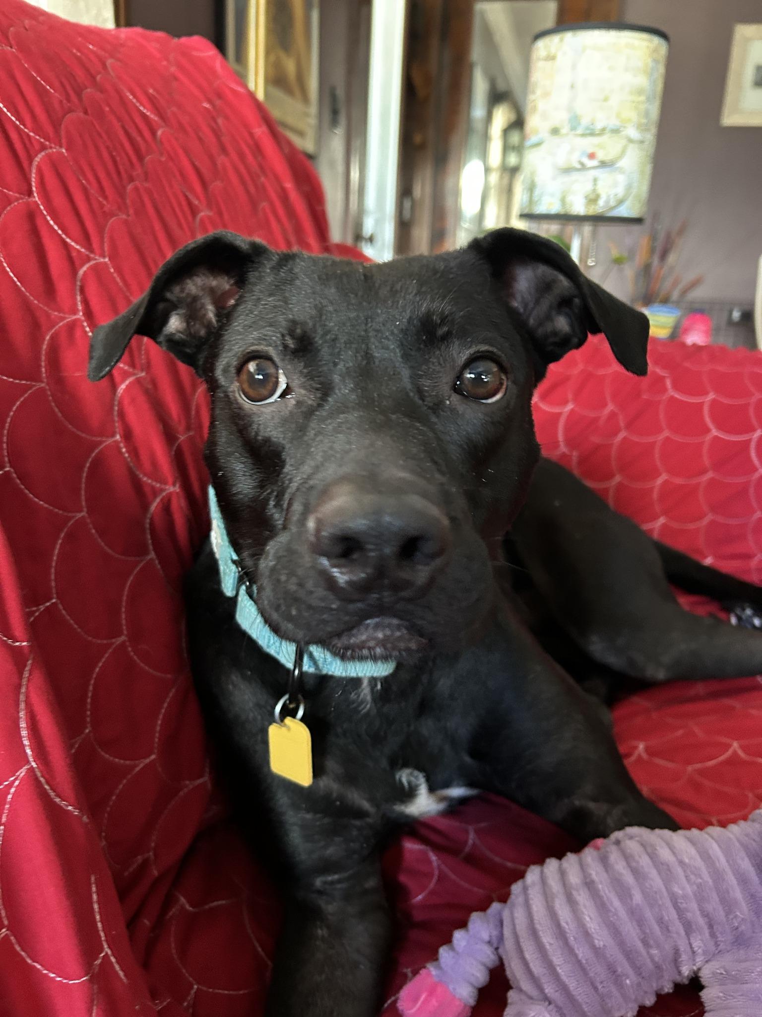 Spritz, adoptable, Young Male Pit Bull Terrier.