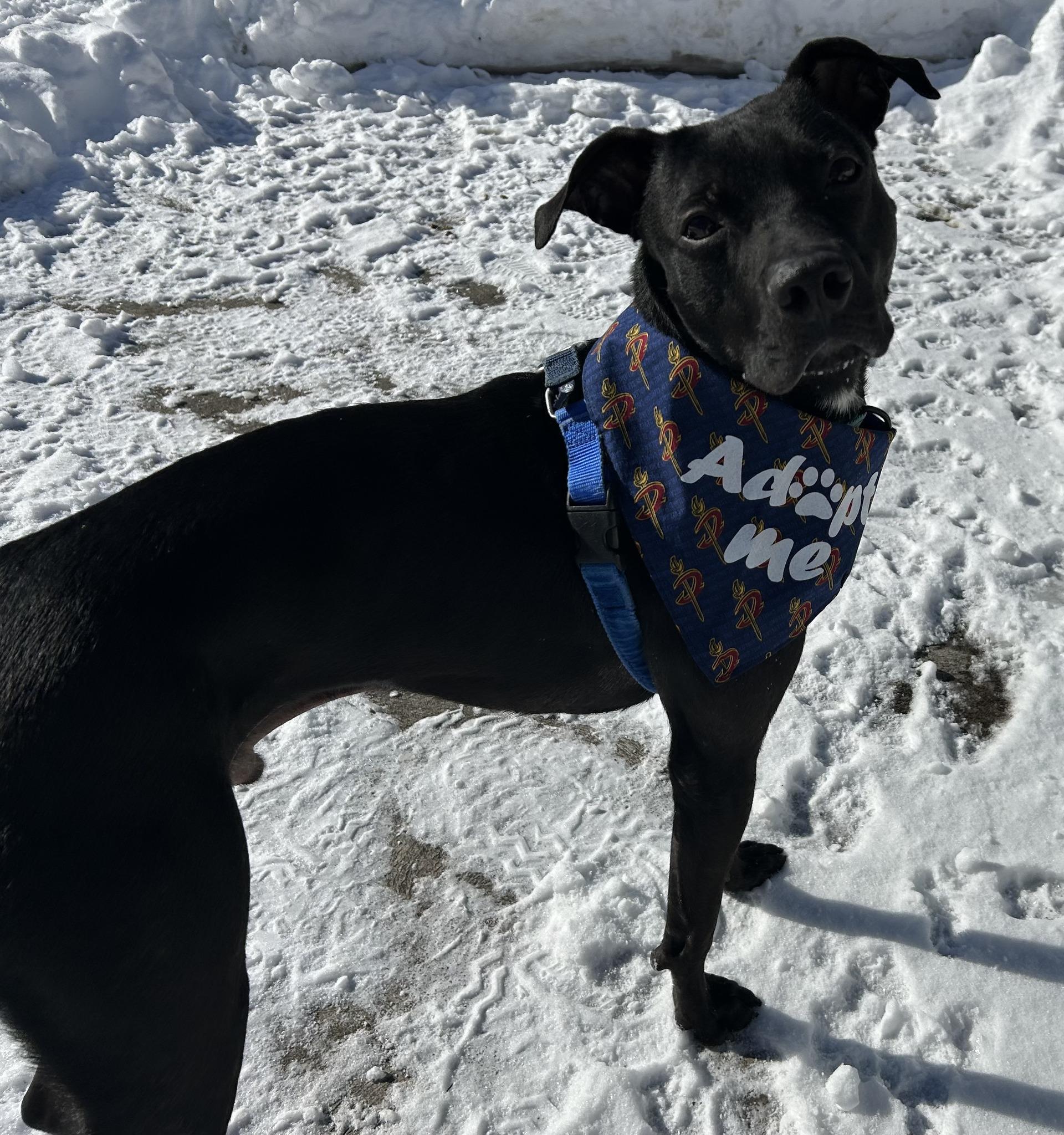 Enlarge Spritz, an adoptable mixed breed in Cleveland, OH image 4/6