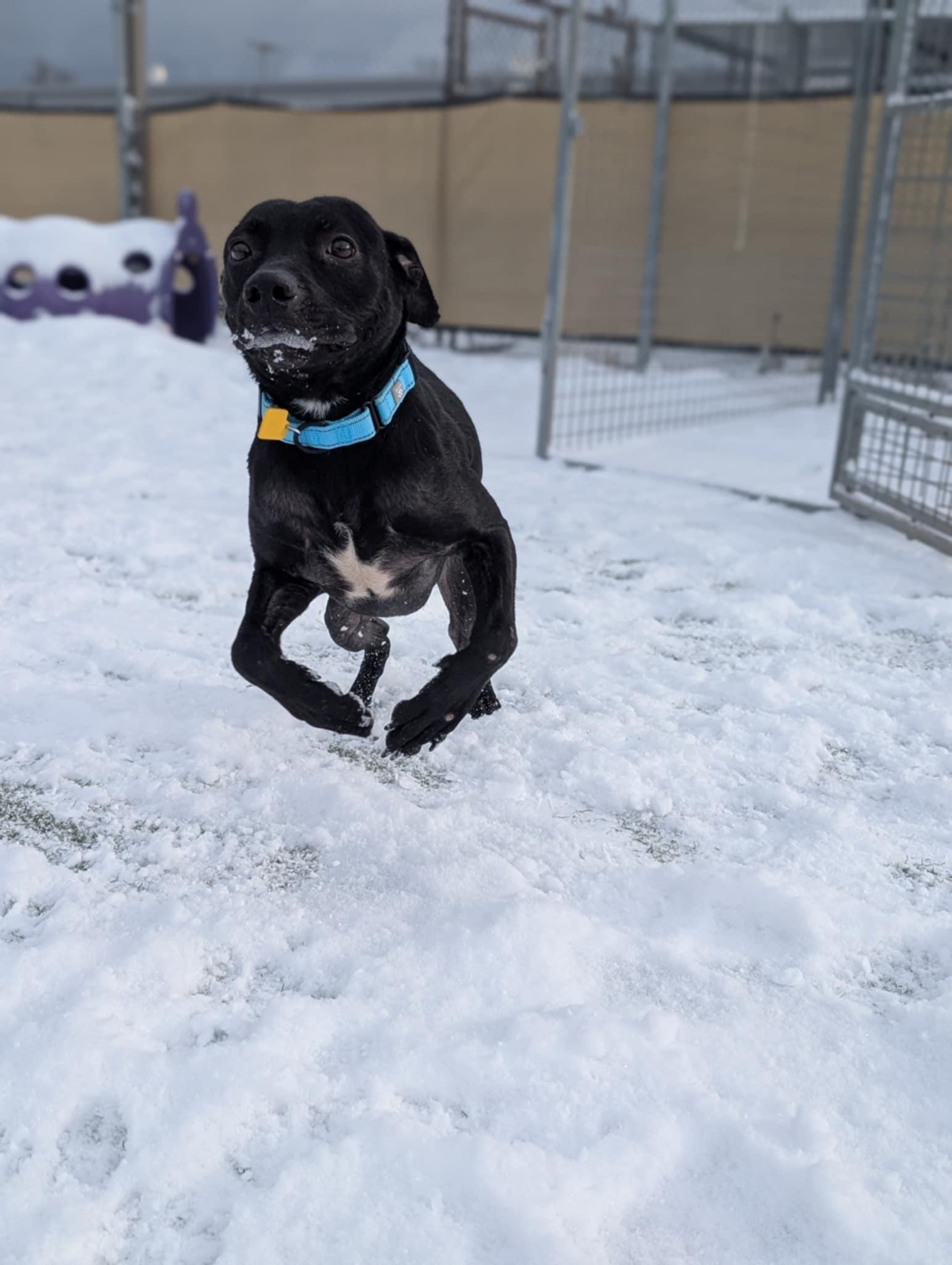 Enlarge Spritz, an adoptable mixed breed in Cleveland, OH image 3/6