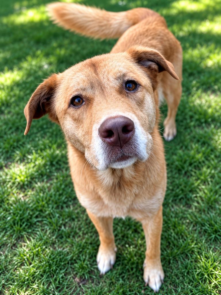 Cher, Adoptable, Senior Female Labrador Retriever.