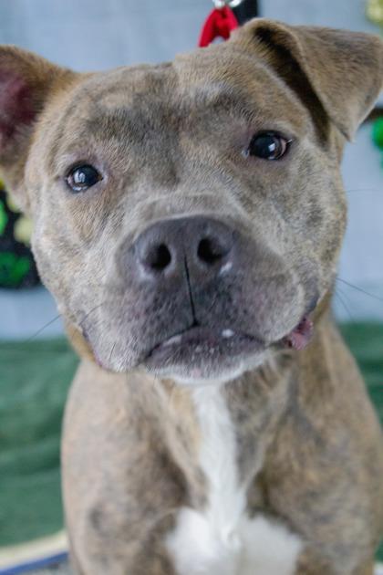 Rufus — thumbnail 3