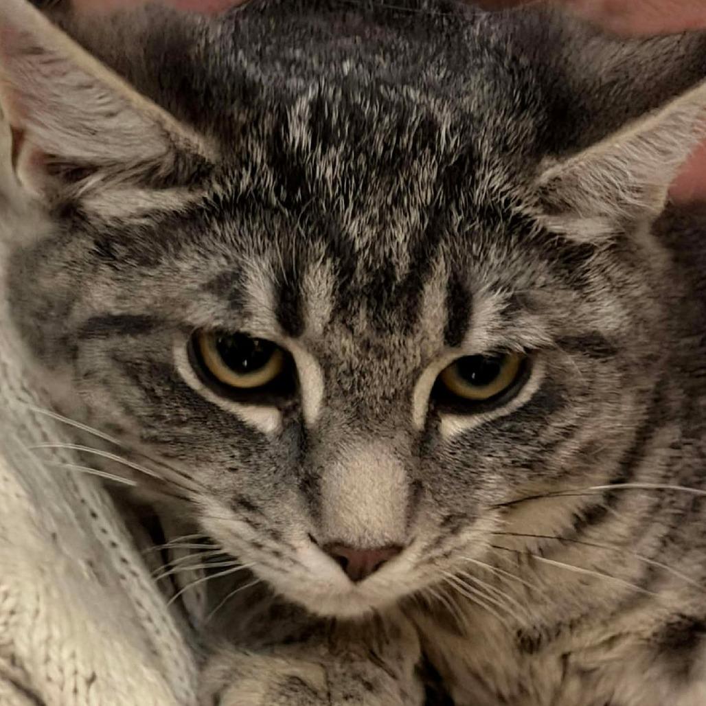 Enlarge Scorch 2, a Adoptable mixed breed in Winchester, VA image 1/6