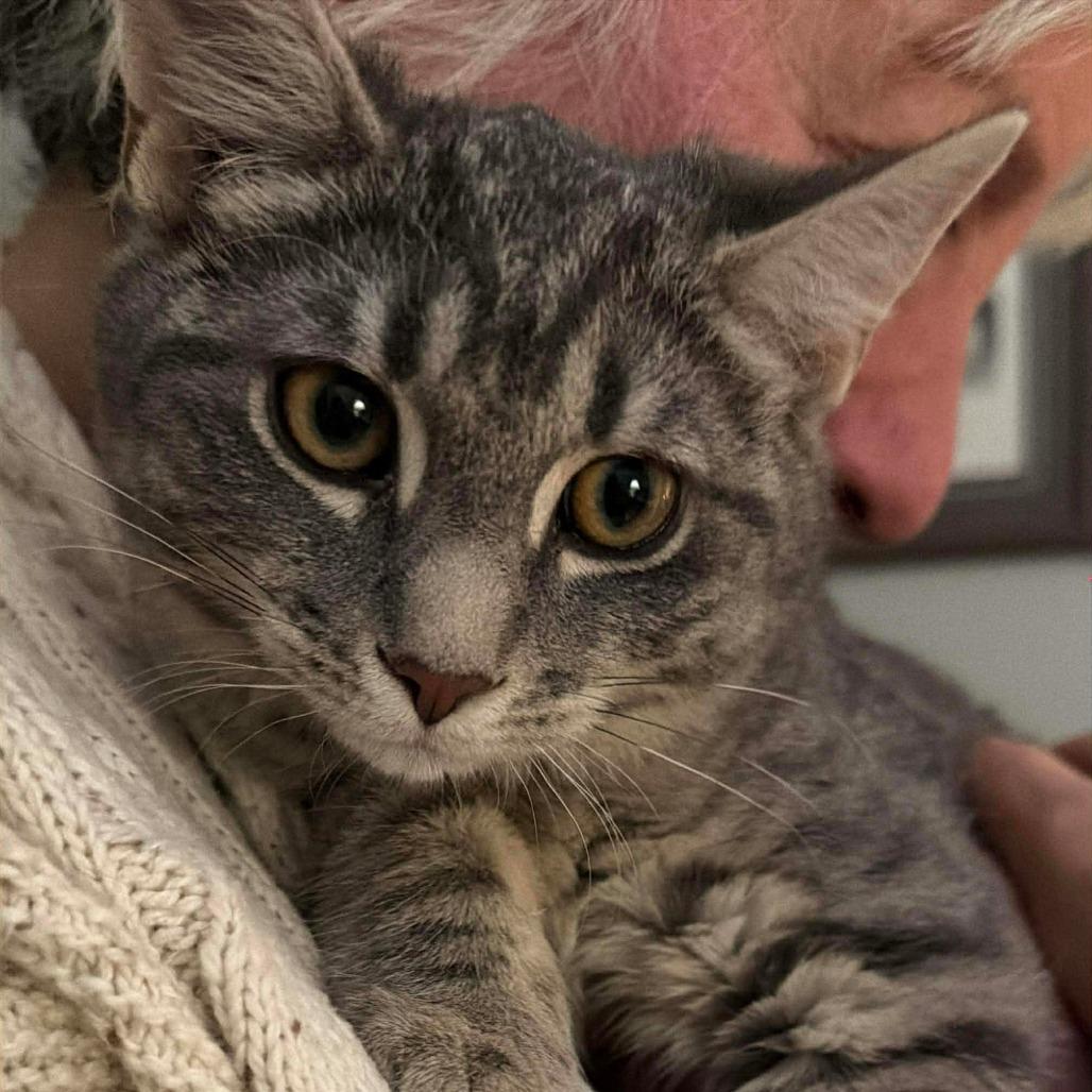 Enlarge Scorch 2, a Adoptable mixed breed in Winchester, VA image 2/6