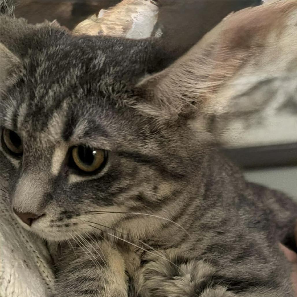 Enlarge Scorch 2, a Adoptable mixed breed in Winchester, VA image 3/6