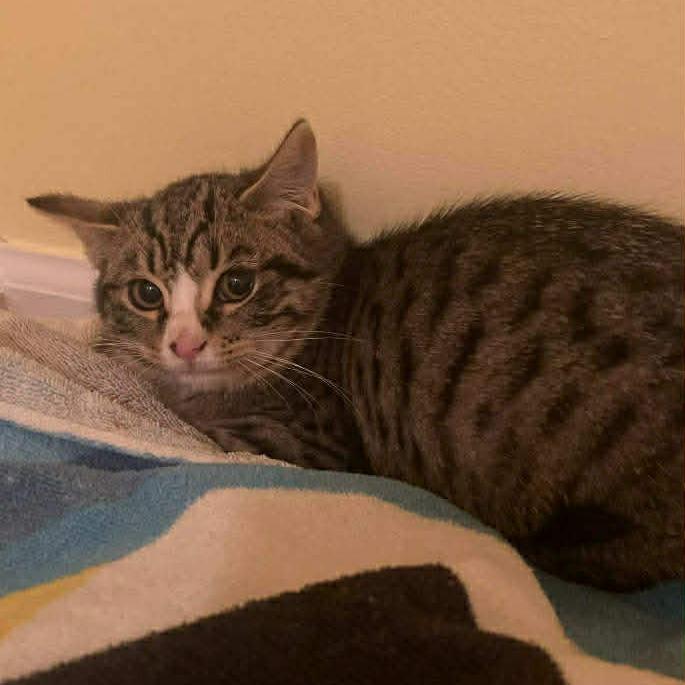 Enlarge Scorch 2, a Adoptable mixed breed in Winchester, VA image 4/6