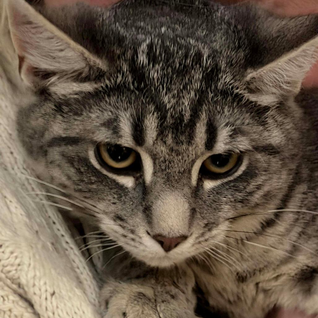 Enlarge Scorch 2, a Adoptable mixed breed in Winchester, VA image 5/6