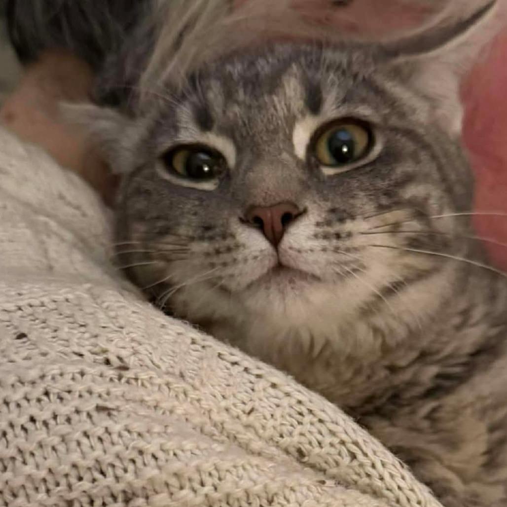 Enlarge Scorch 2, a Adoptable mixed breed in Winchester, VA image 6/6